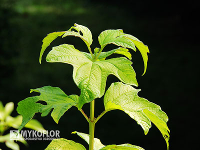 Viburnum opulus Harvest Gold – zbliżenie liści