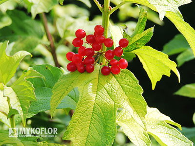 Kalina koralowa Harvest Gold – owoce