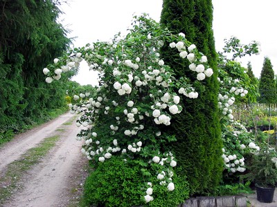 Viburnum opulus Roseum