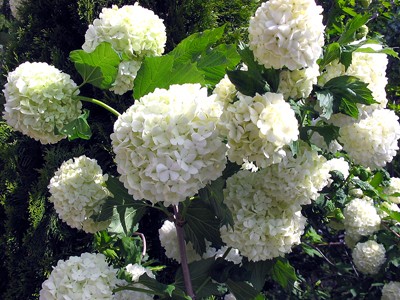 Viburnum opulus Roseum