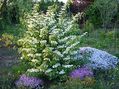 Viburnum plicatum Lanarth