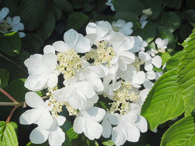 Viburnum plicatum Mariesii
