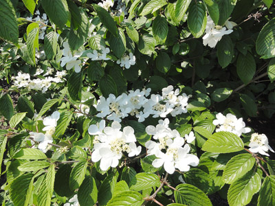 Viburnum plicatum Mariesii