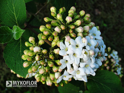 Viburnum × carlcephalum – częściowo rozkwitnięty kwiatostan