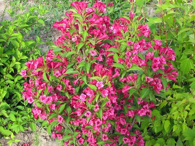 Krzewuszka Bristol Ruby