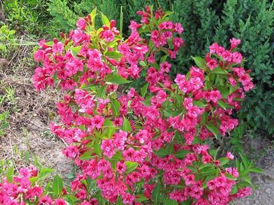 Weigela Bristol Ruby