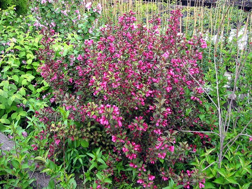 Weigela florida Nana Purpurea