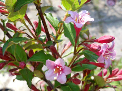 Weigela florida var. Venusta
