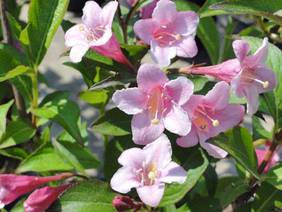 Weigela florida var. Venusta