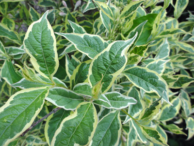 Weigela florida Variegata
