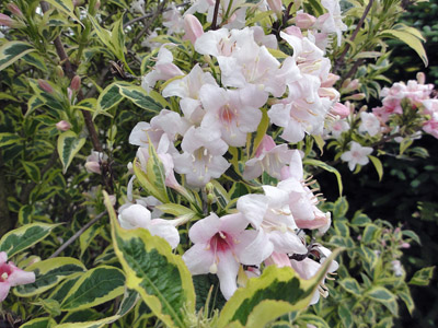 Weigela florida Variegata