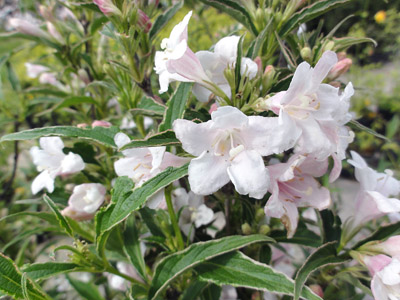 Weigela florida Variegata Nana