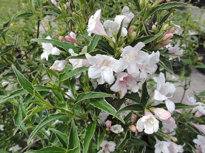 Weigela florida Variegata Nana