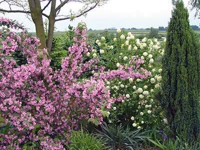 Weigela prekox