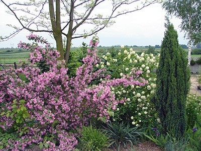 Weigela prekox