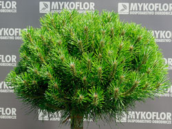Pinus nigra Brapa
