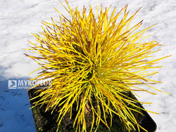 Pinus contorta Chief Joseph